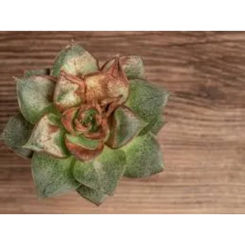 Natural Succulent Plant